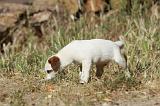 JACK RUSSEL 028